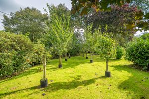 Orchard- click for photo gallery